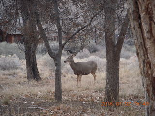Zion National Park - Visitors Center - mule deer up close