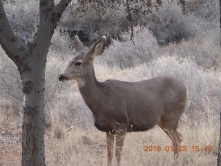 65 972. Zion National Park - Visitors Center - mule deer up close
