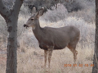 66 972. Zion National Park - Visitors Center - mule deer up close