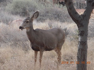 67 972. Zion National Park - Visitors Center - mule deer up close