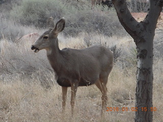 68 972. Zion National Park - Visitors Center - mule deer up close