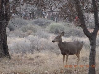 69 972. Zion National Park - Visitors Center - mule deer up close