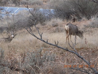 70 972. Zion National Park - Visitors Center - mule deer up close