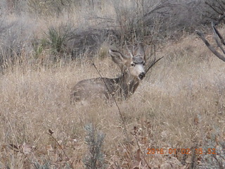71 972. Zion National Park - Visitors Center - mule deer up close