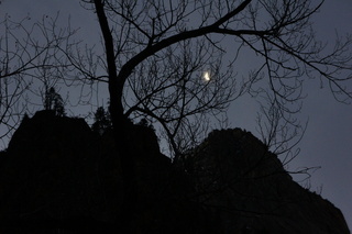 Zion National Park - Brad's pictures - moonlight in the trees