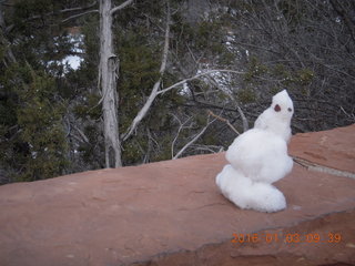 56 973. Zion National Park - Checkerboard Mesa viewpoint - snowman