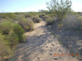 341 98d. Alamo Lake run