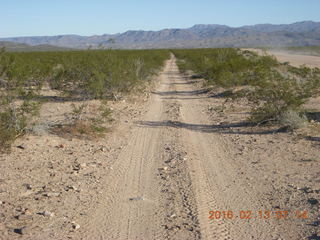 350 98d. Alamo Lake run