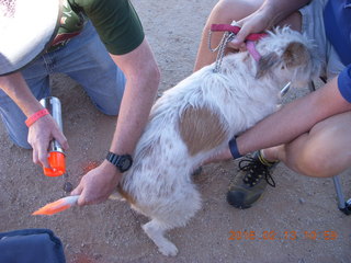 Motown - Arizona Flying Circus - painting dog tail orange