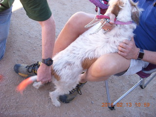 Motown - Arizona Flying Circus - painting dog tail orange