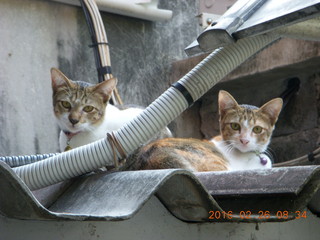 30 98s. Bangkok - Phisit's place - cats