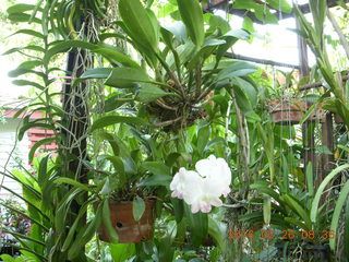 32 98s. Bangkok - Phisit's place - flowers