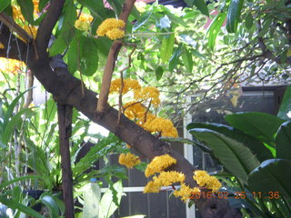 74 98s. Bangkok - Phisit's place - flowers on tree