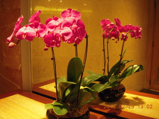 200 98v. Singapore flowers