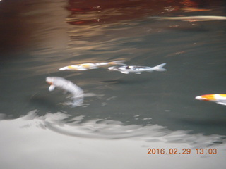 202 98v. Singapore fish