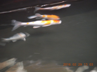 205 98v. Singapore fish