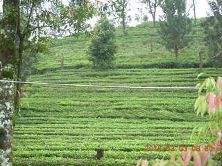 43 993. Indonesia tea plantation