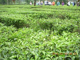 44 993. Indonesia tea plantation