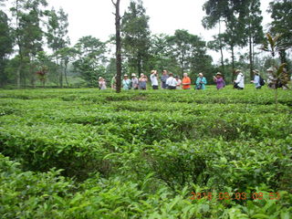 45 993. Indonesia tea plantation