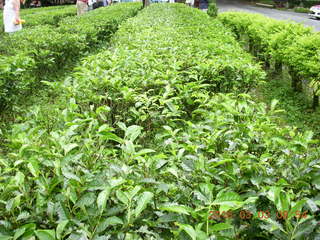 46 993. Indonesia tea plantation