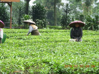 47 993. Indonesia tea plantation - workers