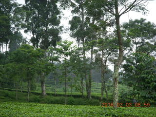 48 993. Indonesia tea plantation