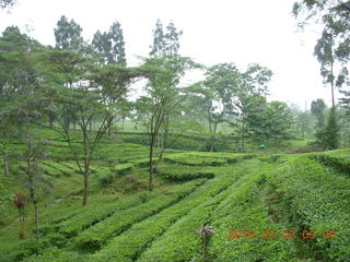 49 993. Indonesia tea plantation