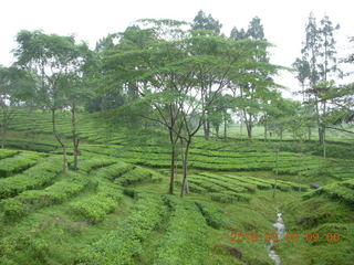50 993. Indonesia tea plantation