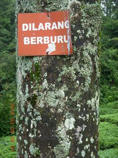 53 993. Indonesia tea plantation - sign on tree