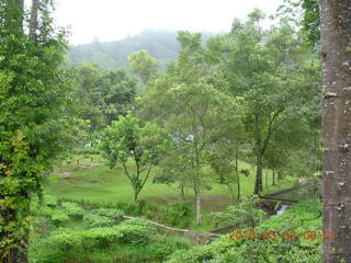 55 993. Indonesia tea plantation