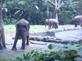 76 993. Indonesia Safari ride - elephants