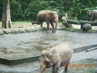 77 993. Indonesia Safari ride - elephants