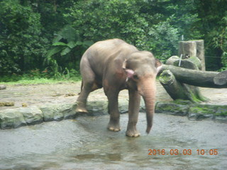 78 993. Indonesia Safari ride - elephant