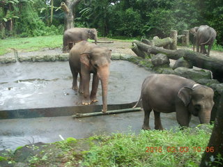 79 993. Indonesia Safari ride - elephants