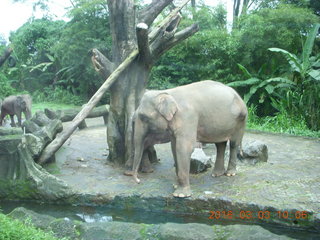 80 993. Indonesia Safari ride - elephants