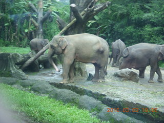 81 993. Indonesia Safari ride - elephants