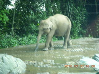 82 993. Indonesia Safari ride - elephant