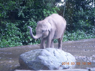 83 993. Indonesia Safari ride - elephant