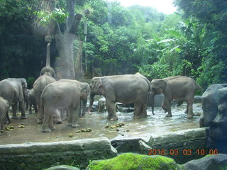 85 993. Indonesia Safari ride - elephants