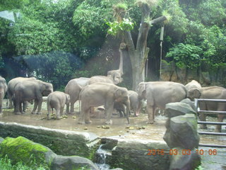 86 993. Indonesia Safari ride - elephants