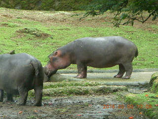 92 993. Indonesia Safari ride - hippopotamus