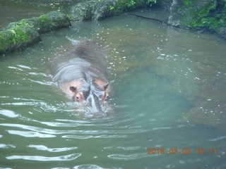 95 993. Indonesia Safari ride - hippopotamus