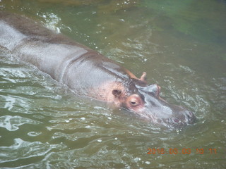 96 993. Indonesia Safari ride - hippopotamus
