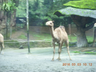 97 993. Indonesia Safari ride - camel
