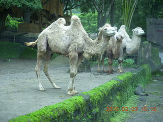 99 993. Indonesia Safari ride - camels
