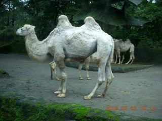 100 993. Indonesia Safari ride - camels
