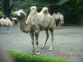102 993. Indonesia Safari ride - camels