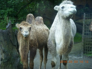 103 993. Indonesia Safari ride - camels