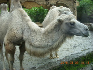 106 993. Indonesia Safari ride - camels