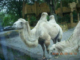 109 993. Indonesia Safari ride - camels